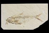 Bargain, Diplomystus Fossil Fish - Wyoming #88526-1